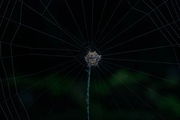 Detailní Záběr Malého Ostnatého Pavouka Tkalcovského — Stock fotografie