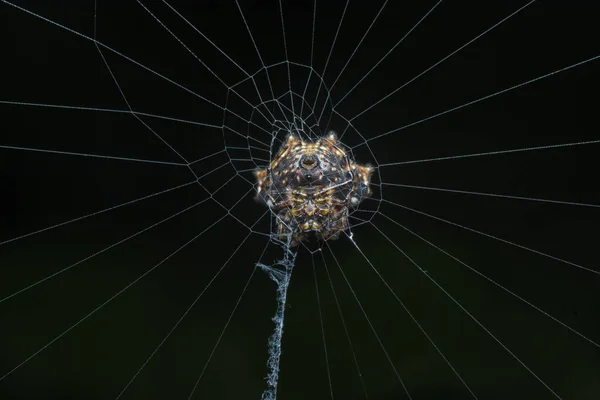 Closeup Shot Mic Spiny Orb Weaver Păianjen — Fotografie, imagine de stoc