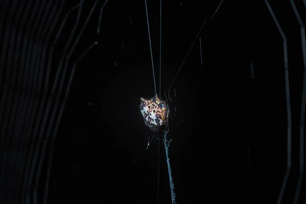 小さな棘のあるオーブ織のクモのクローズアップです — ストック写真