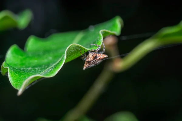 Detailní Záběr Malého Ostnatého Pavouka Tkalcovského — Stock fotografie