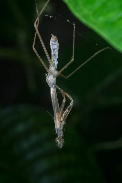 Young Mantis Religiosa Nymph Shed Exoskeleton Skin — Stock Photo, Image
