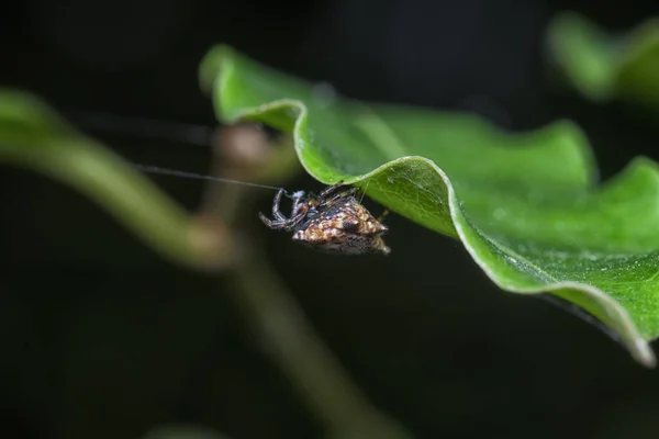 가시가 Orb Weaver 거미의 봉합선 — 스톡 사진
