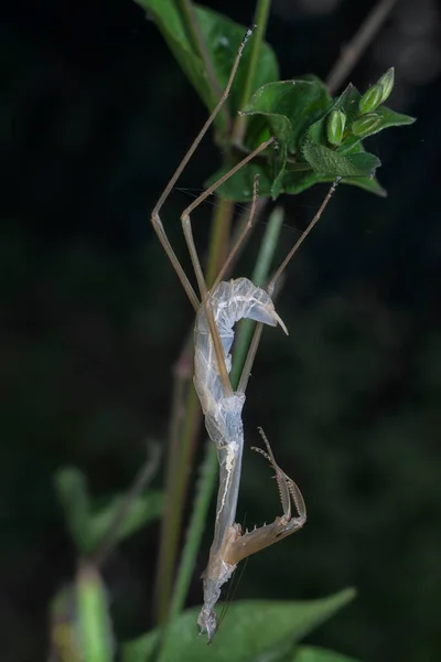 Giovane Mantis Religiosa Ninfa Capannone Esso Pelle Esoscheletro — Foto Stock