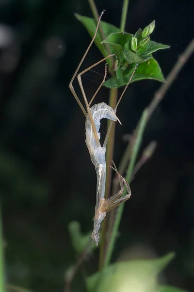 Νεαρή Mantis Religiosa Νύμφη Ρίξει Εξωσκελετό Δέρμα — Φωτογραφία Αρχείου