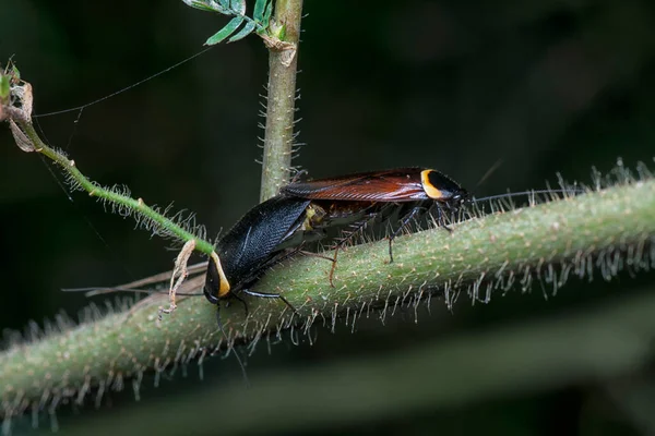 Κοντινή Λήψη Του Hemithyrsocera Κατσαρίδα Ζευγάρωμα — Φωτογραφία Αρχείου