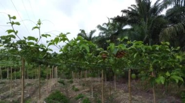 Passiflora Edulis asma dallarında sallanan meyveler. 