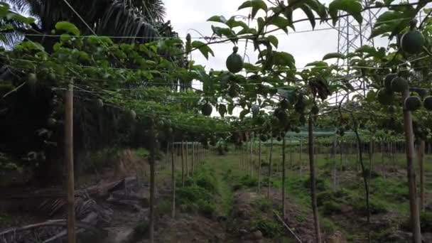 Passiflora Edulis Creeping Fruits Hanging Vine Stems — Stock Video