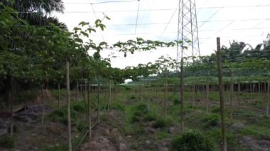 Passiflora Edulis asma dallarında sallanan meyveler. 