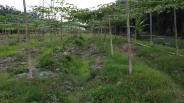Passiflora Edulis asma dallarında sallanan meyveler. 