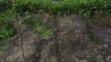 Passiflora Edulis asma dallarında sallanan meyveler. 