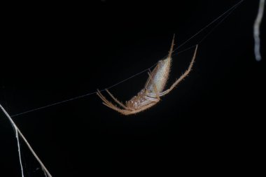 Uzun çeneli örümceğin yakın plan görüntüsü..