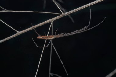 Uzun çeneli örümceğin yakın plan görüntüsü..