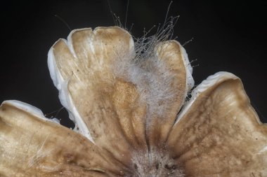 Çürüyen kapsül mantarlarının yakın plan çekimi..