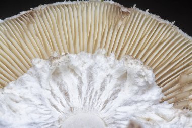 Çürüyen kapsül mantarlarının yakın plan çekimi..