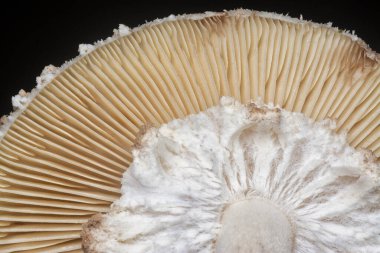 Çürüyen kapsül mantarlarının yakın plan çekimi..