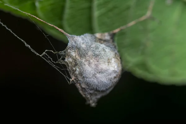 나뭇잎에 거미줄로 — 스톡 사진