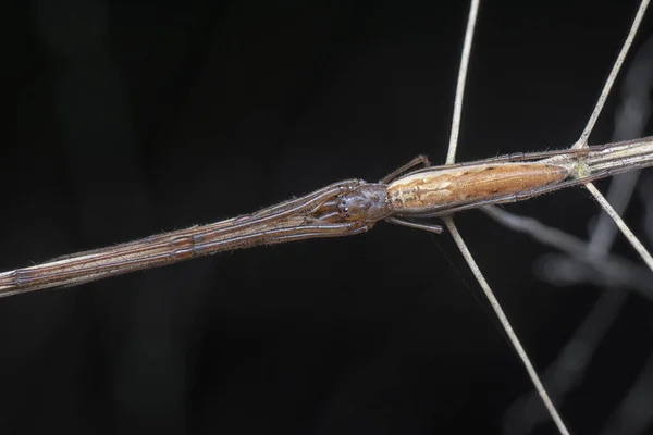 클로즈업 Orb Weaver 거미의 — 스톡 사진