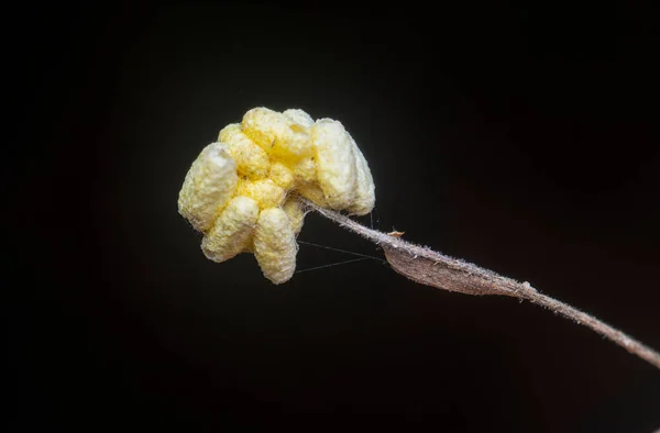 乾燥した小枝にぶら下がっている黄色の寄生虫の近くで — ストック写真