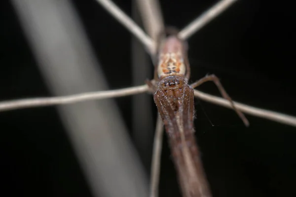 Κοντινό Πλάνο Της Αράχνης Υφαντή Μακριάς Σφαίρας — Φωτογραφία Αρχείου