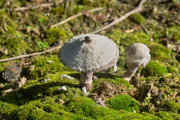 人工林苔藓地面上不可食用的野生蘑菇 — 图库照片