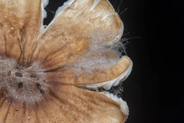 Closeup Shot Decaying Cap Termitomyces Mushrooms — Stock Photo, Image