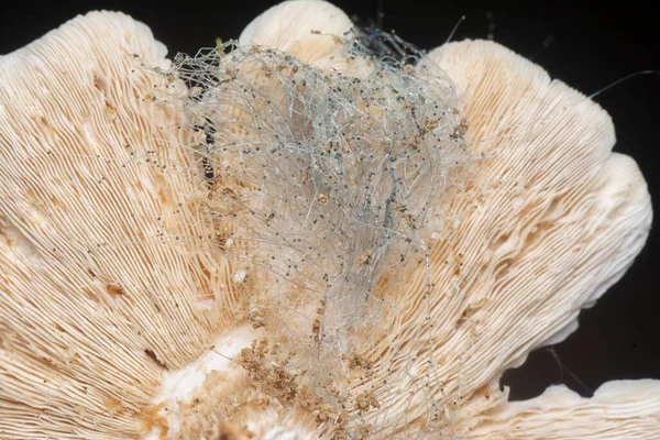 Close Tiro Tampão Decomposição Termitomyces Cogumelos — Fotografia de Stock