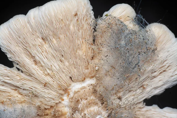Closeup Shot Decaying Cap Termitomyces Mushrooms — Stock Photo, Image
