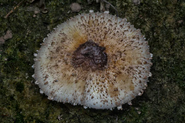 부패해 버섯의 — 스톡 사진