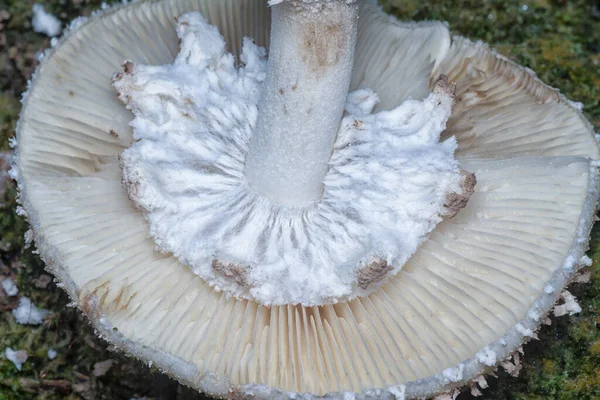 Крупный План Разлагающейся Шапки Termitomyces Mushrooms — стоковое фото