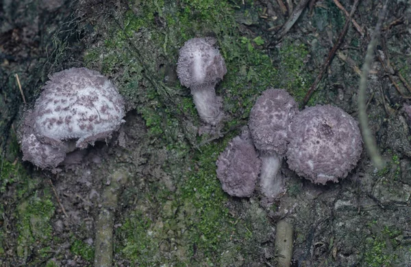 Inedible Wild Mushroom Mossy Ground Plantation — Stock Photo, Image