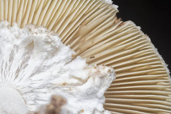 Nahaufnahme Der Verwesenden Kappentermitomyces Pilze — Stockfoto