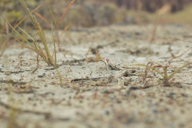 Kuraklıktan dolayı toprak yüzeyinin kızılötesi görüntüsü..