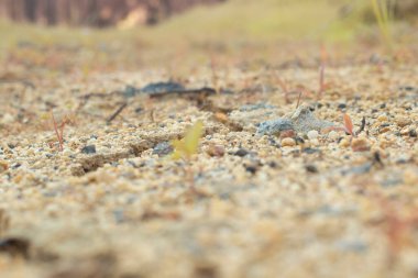 Kuraklıktan dolayı toprak yüzeyinin kızılötesi görüntüsü..