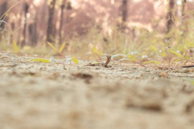 Kuraklıktan dolayı toprak yüzeyinin kızılötesi görüntüsü..