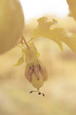 Passiflora Edulis 'in kızılötesi görüntüsü tarlada sallanan meyveler.