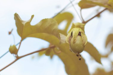 Passiflora Edulis 'in kızılötesi görüntüsü tarlada sallanan meyveler.