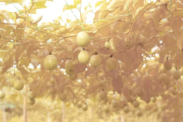 Інфрачервоне Зображення Едулісів Повзуть Плоди Звисають Стеблі Фермі — стокове фото