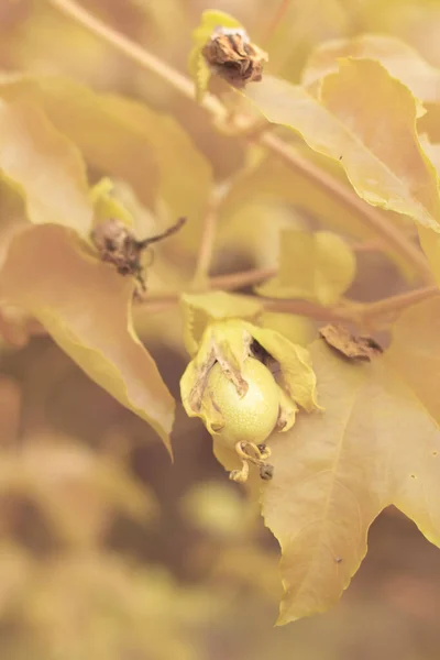 Infrarotbild Der Passiflora Edulis Kriechfrüchte Die Auf Dem Hof Stiel — Stockfoto