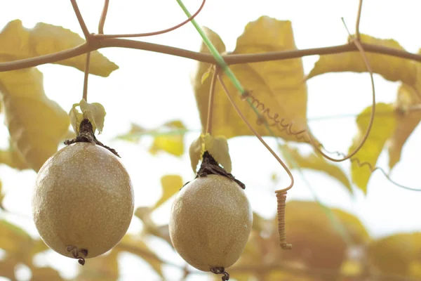 stock image infrared image of the passiflora edulis creeping fruits hanging on the stem at the farm