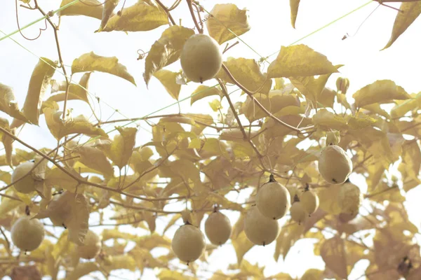 Υπέρυθρη Εικόνα Του Passiflora Edulis Σέρνεται Φρούτα Κρέμονται Στο Στέλεχος — Φωτογραφία Αρχείου