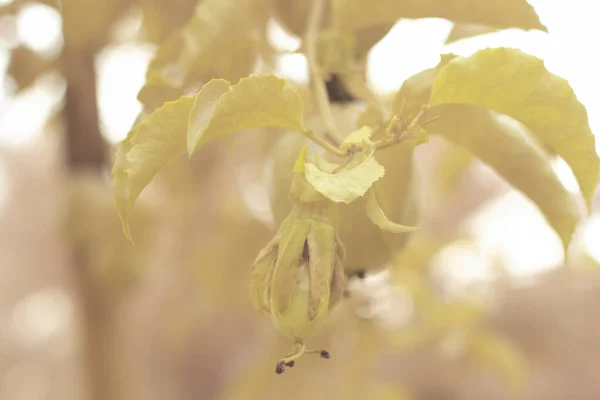 Υπέρυθρη Εικόνα Του Passiflora Edulis Σέρνεται Φρούτα Κρέμονται Στο Στέλεχος — Φωτογραφία Αρχείου