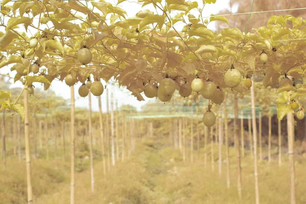 Infračervený Obraz Pasiflora Edulis Plíživé Plody Visící Stonku Farmě — Stock fotografie