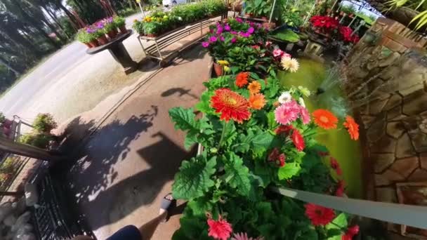 Záběry Květináče Pestrobarevné Sedmikrásky Mateřské Farmě — Stock video