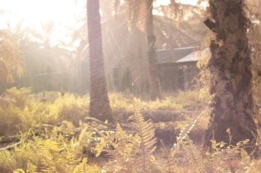 Çalılık çayırdaki örümcek ağı manzarasının kızılötesi görüntüsü.