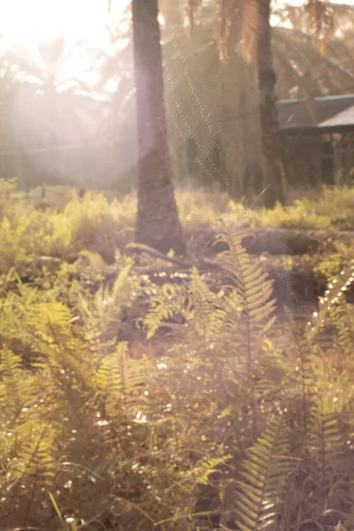 초원에 거미줄 모양의 거미줄 풍경을 적외선 영상으로 — 스톡 사진