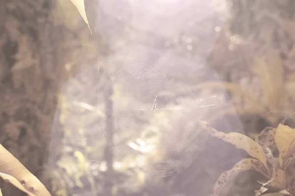 ภาพอ นฟราเรดของท ใยแมงม งหญ มไม — ภาพถ่ายสต็อก