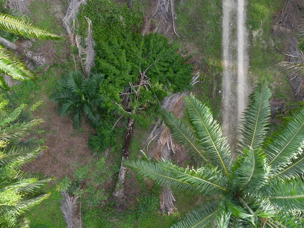 Légi Jelenet Földre Esett Pálmafa Törzséről Ültetvényen — Stock Fotó