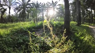 Sarı bahçe örümceği ve ağda asılı yumurta kesesi. 