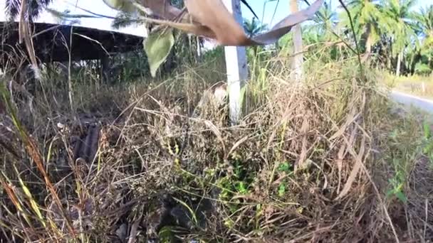 Sarı Bahçe Örümceği Ağda Asılı Yumurta Kesesi — Stok video