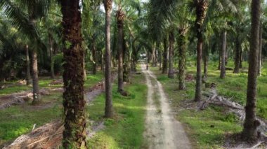 Mesafeli motorcu kırsal kum yolu boyunca yağ palmiyesi çiftliğinde seyahat ediyor.. 